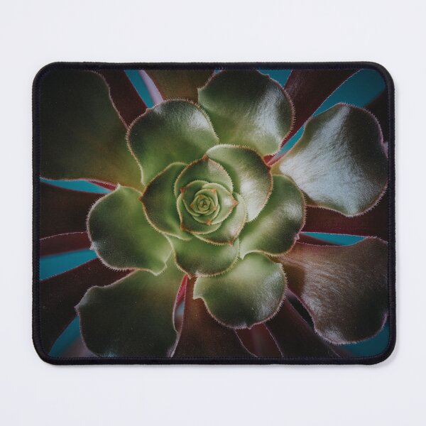 Item preview, Aeonium Blushing Beauty designed and sold by William Storey.