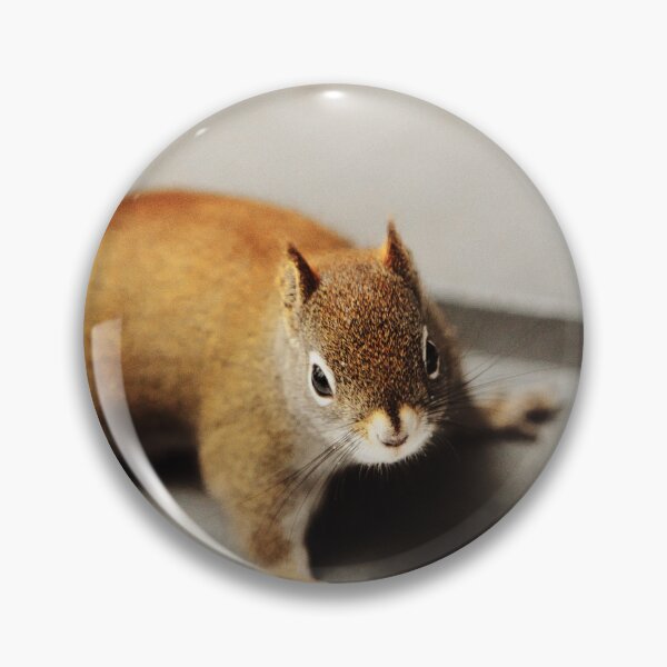 Item preview, Squirrel designed and sold by Picsorama.