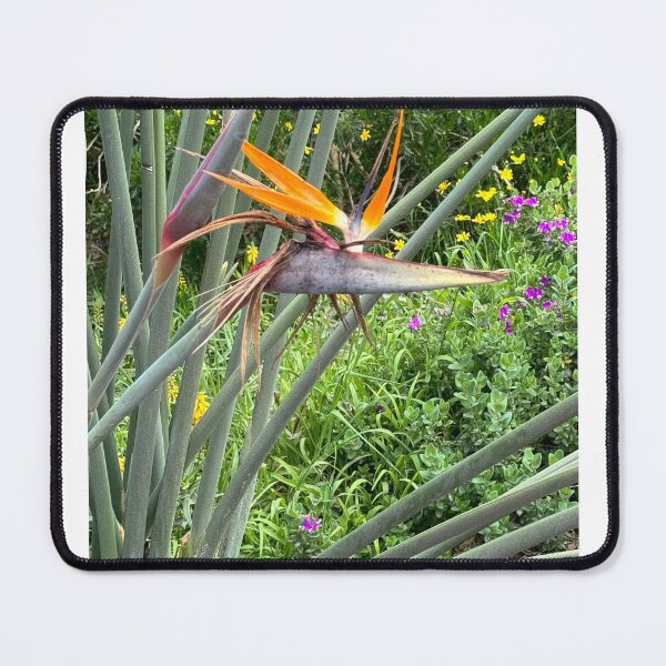 Item preview, Blooming Bird of Paradise  designed and sold by Ruth Jolly.