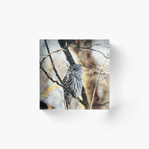 Aperçu de l'œuvre Hibou créée et vendue par Picsorama.