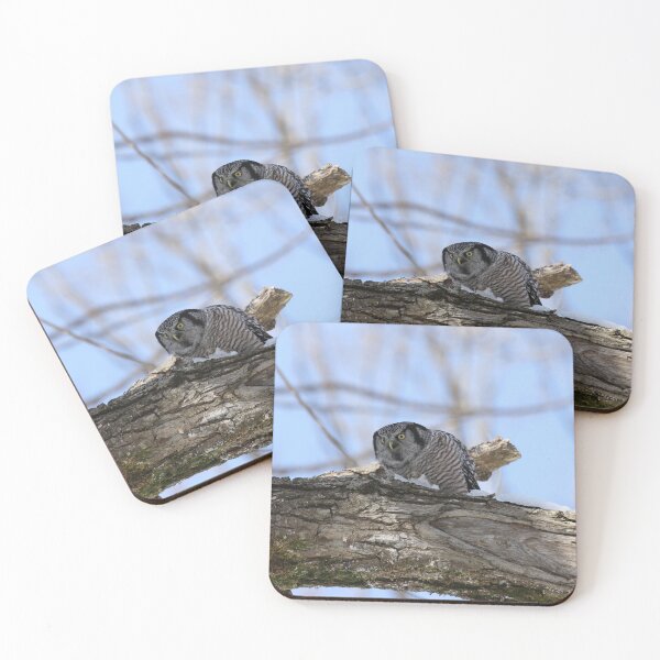 Item preview, Hawk owl in snow designed and sold by locustgirl.