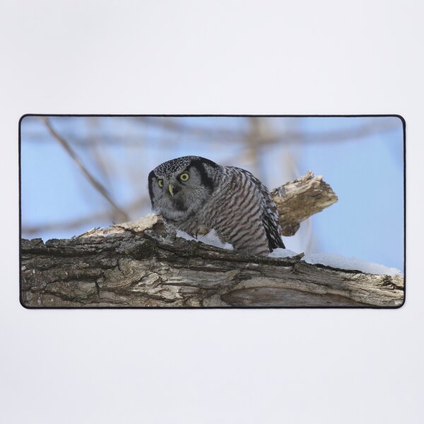 Item preview, Hawk owl in snow designed and sold by locustgirl.