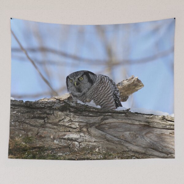 Item preview, Hawk owl in snow designed and sold by locustgirl.