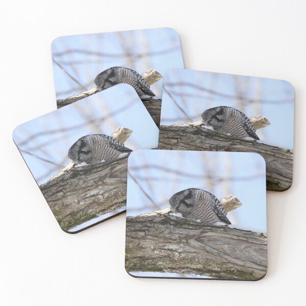 Item preview, Thirsty hawk owl designed and sold by locustgirl.