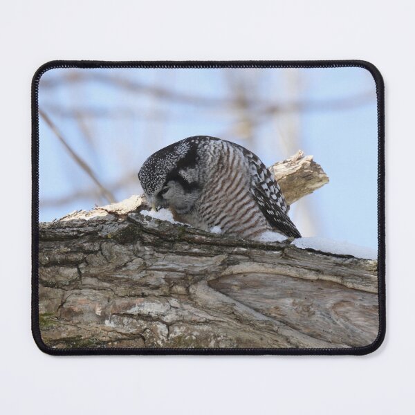 Item preview, Thirsty hawk owl designed and sold by locustgirl.