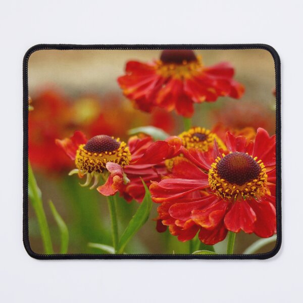 Item preview, Red Helenium designed and sold by RosRidleyPhoto.