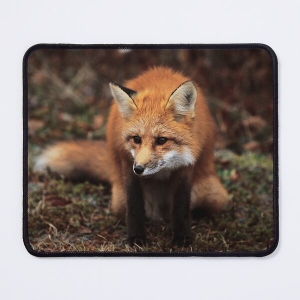 Item preview, Fox designed and sold by Picsorama.