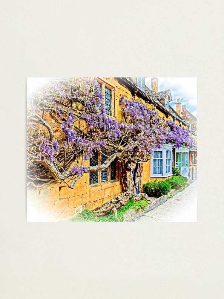 Alternate view of Wisteria Cottage. Photographic Print