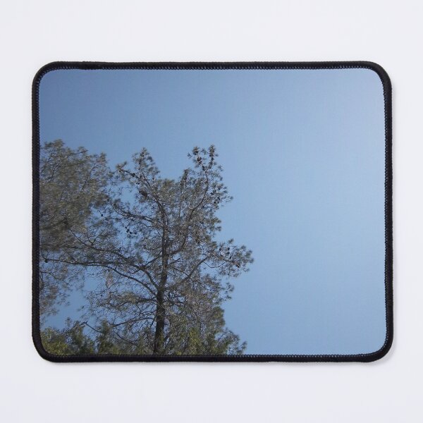 Item preview, Tall thin dark tree with clear blue sky designed and sold by ClaudiasCousin.