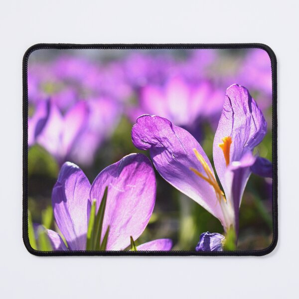 Item preview, Withered Crocus in the purple sea designed and sold by dickesSchaf.