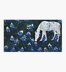 Horsing around blue bonnets Photographic Print
