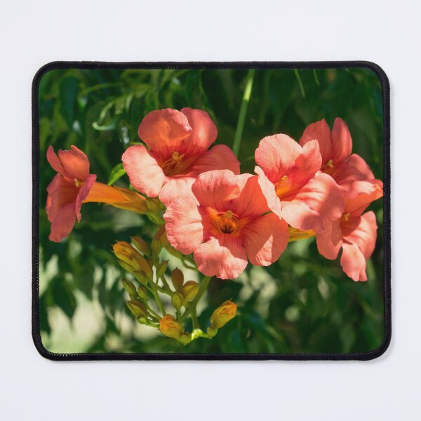 Item preview, Hummingbird Vine with a Showy Cluster of Orange Trumpet Flowers designed and sold by Georgia Mizuleva.