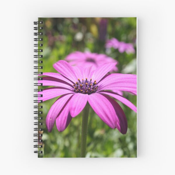Item preview, Side View Of A Purple Osteospermum With Garden Background designed and sold by taiche.