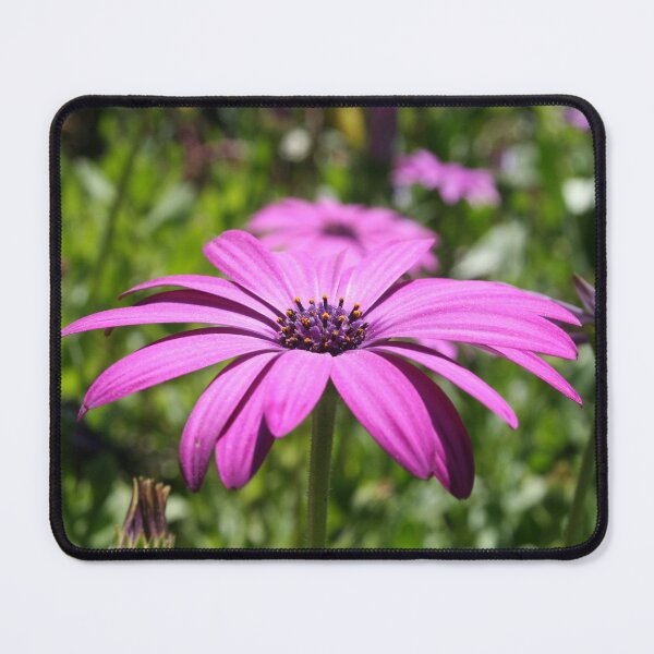 Item preview, Side View Of A Purple Osteospermum With Garden Background designed and sold by taiche.