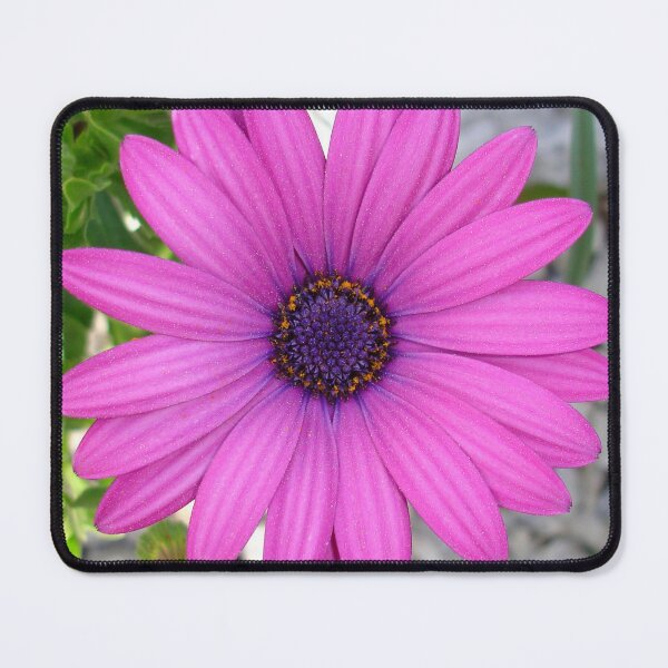 Item preview, Violet Pink Osteospermum Flower Daisy Close Up designed and sold by taiche.