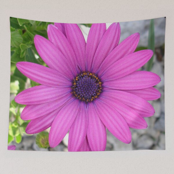 Item preview, Violet Pink Osteospermum Flower Daisy Close Up designed and sold by taiche.
