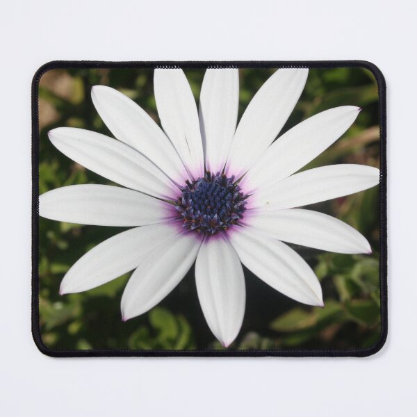 Item preview, White African Daisy designed and sold by taiche.