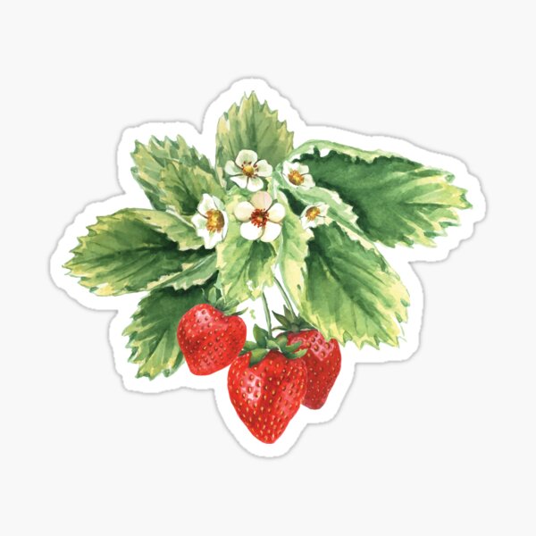 Item preview, Sweet Strawberries - Vintage Light Academia  designed and sold by KittyStrand.