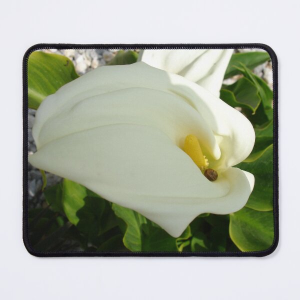Item preview, Large White Calla Lily Flower With Snail designed and sold by taiche.