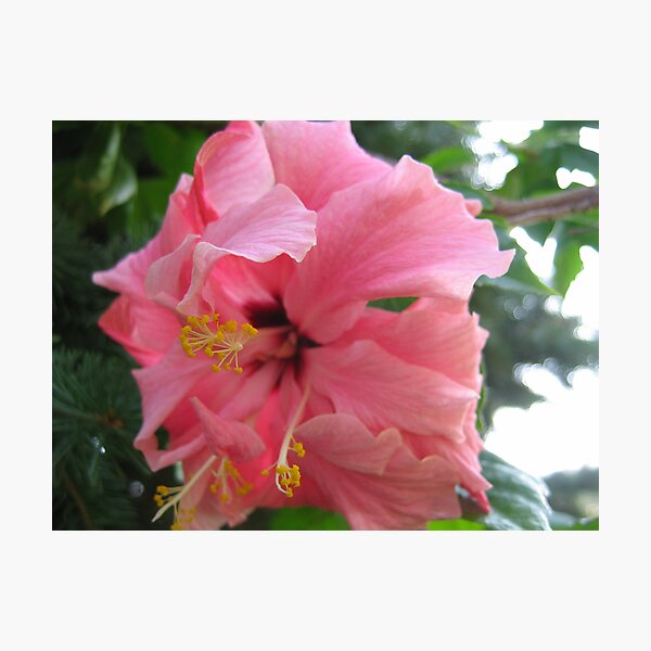 Item preview, Pink Hibiscus Flower designed and sold by Helena Haidner.