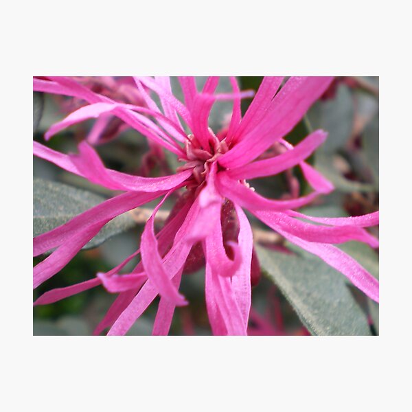 Spidery Pink Photographic Print