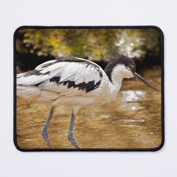 Item preview, Feeding Avocet designed and sold by Viv Thompson Photography .