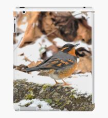 Handsome Male Varied Thrush Amid Snow and Seed iPad Case/Skin