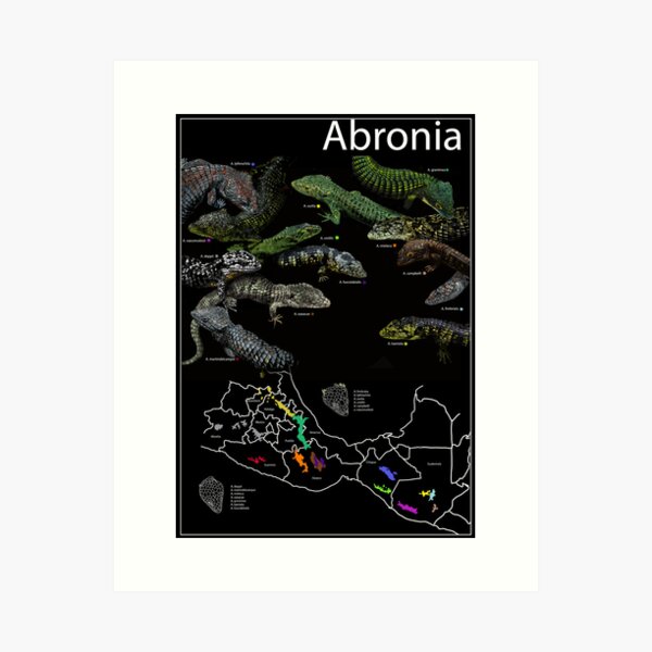 Item preview, Abronia species designed and sold by TsyenD-art.