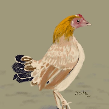 Artwork thumbnail, Pretty chicken  by RaderDraw