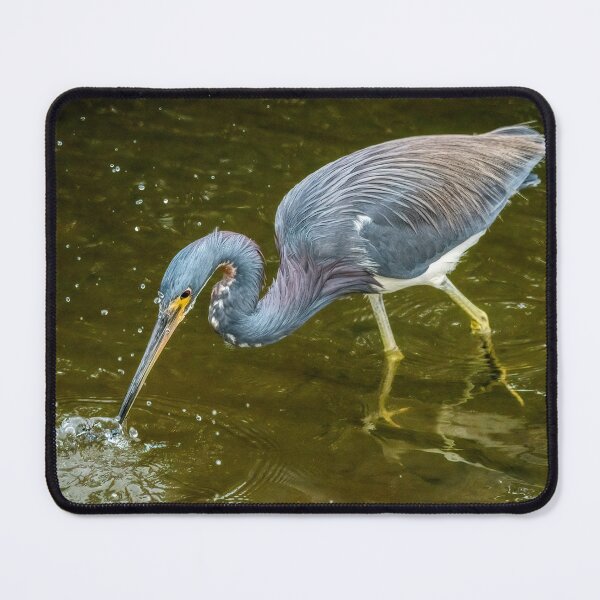 Item preview, Tricolored Heron Makes A Catch designed and sold by Debra Martz.