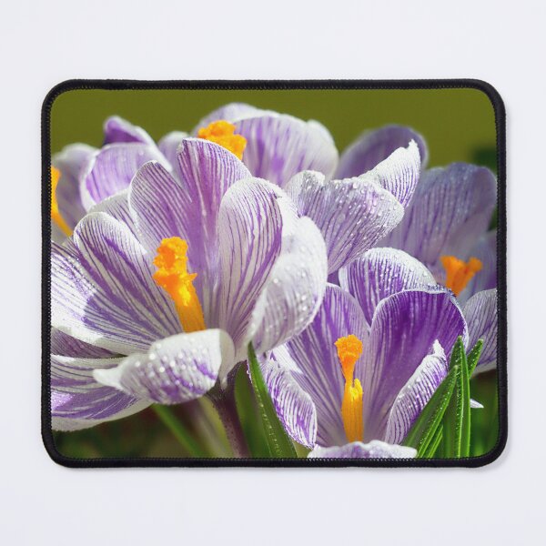 Item preview, Spring Crocuses in Bloom - Vibrant Floral Photography Print designed and sold by lloreleya.