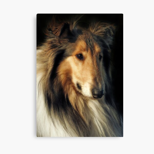 Rough Collie Canvas Print
