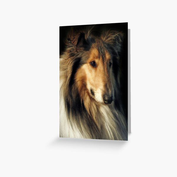 Rough Collie Greeting Card