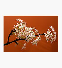 Spring bloom -2 Photographic Print
