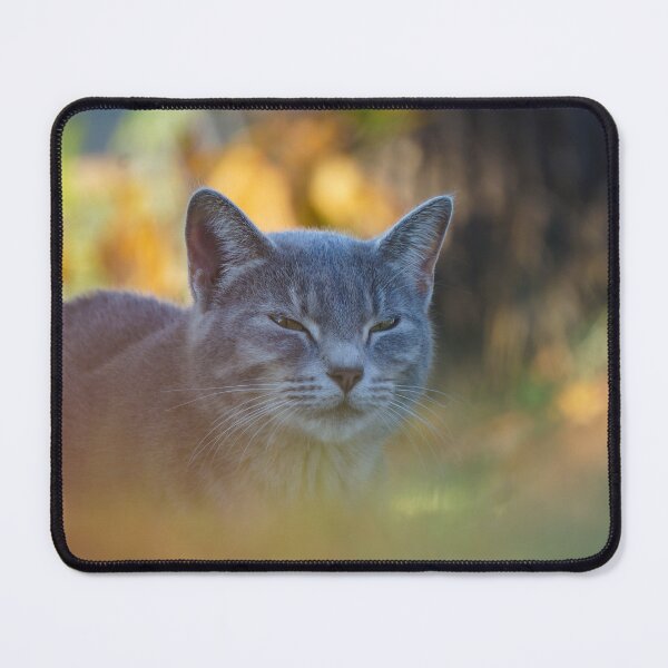 Item preview, Feline in Fall designed and sold by TheeForestFox Shop.