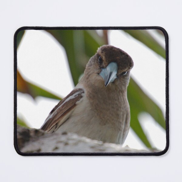 Item preview, ARTAMIDAE ~ SC ~ Pied Butcherbird X74XDRTD by David Irwin 230321 designed and sold by tasmanianartist.