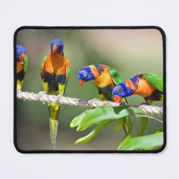 Item preview, NT ~ PARROT ~ Red-collared Lorikeet D7kYAvhw by David Irwin 31012021 designed and sold by tasmanianartist.