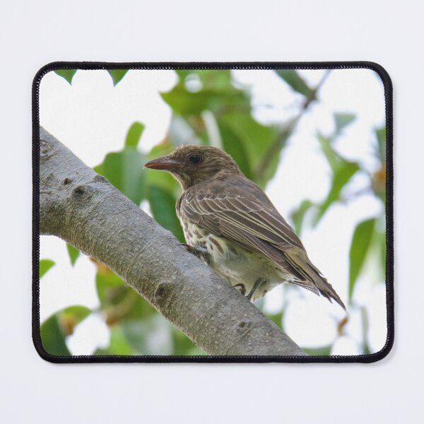 Item preview, NT ~ FIGBIRD ~ Australasian Figbird nmGqHBdd Juvenile by David Irwin 15012021 designed and sold by tasmanianartist.