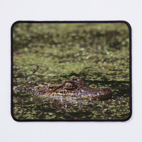 Item preview, Curious Baby American Alligator designed and sold by thatpersonsoph.