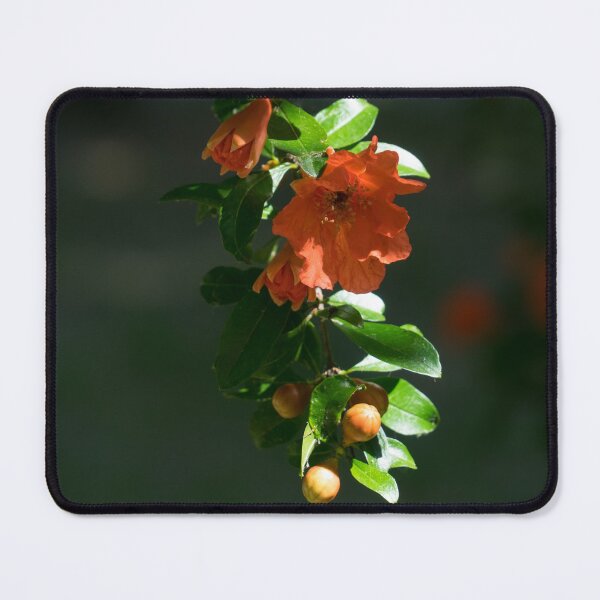 Item preview, Slender Sunlit Pomegranate Branchlet with Buds and Blooms designed and sold by Georgia Mizuleva.