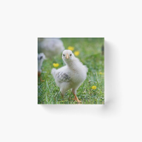 Item preview, little chick designed and sold by smellypumpy.