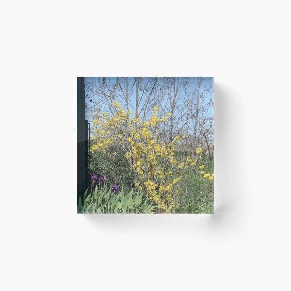Item preview, Spring parking. designed and sold by Paul Pasco.