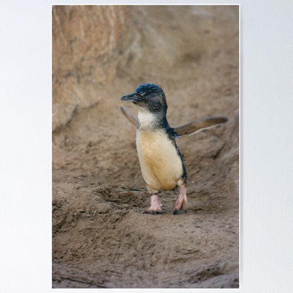Item preview, Penguin designed and sold by smallan.
