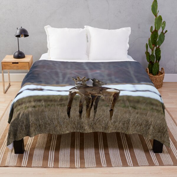 Item preview, Which way to go. Roe deer designed and sold by Jouko Lehto Photography.