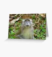 Monkey Business In Indonesia Greeting Card