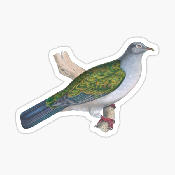 Item preview, Dove Vintage Hand-Colored Lithograph Blue and Green designed and sold by ElegantTeaTime.