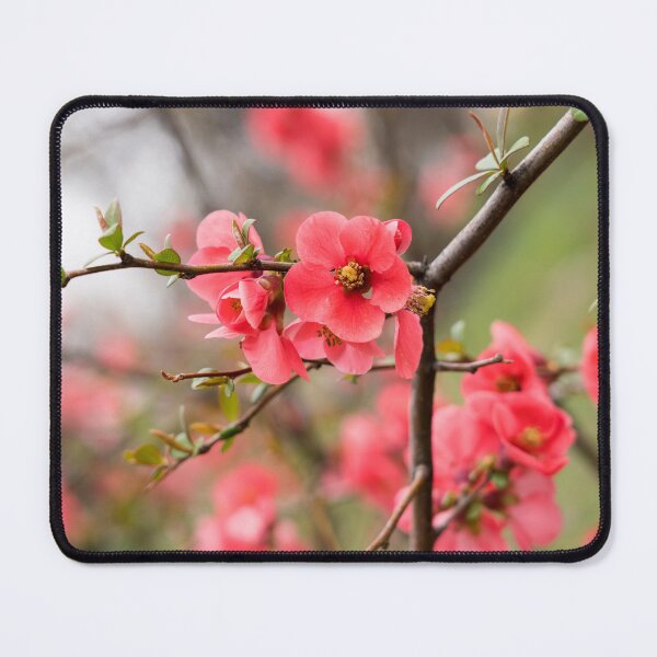 Item preview, Cool Crisscross of Pink Flowering Quince Branches designed and sold by Georgia Mizuleva.