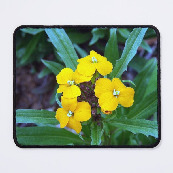 Item preview, Wallflower designed and sold by gistinker.