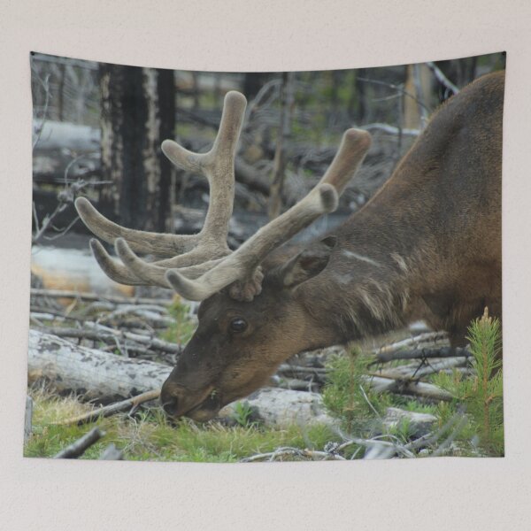 Item preview, Elk in Yellowstone Forest designed and sold by CampfireCove.