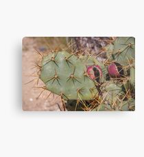 Opuntia prickly pear cactus with thorns and fruits, prickly close up Metal Print